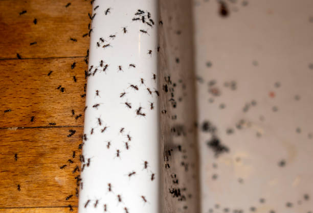 Best Pest Control for Homes  in American Fork, UT